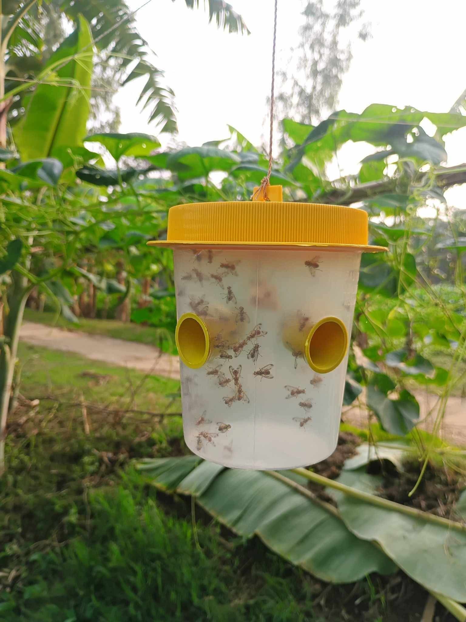 ফেরোমন বক্স  ৪ পিস