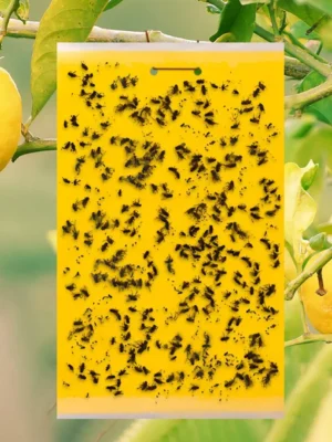 Yellow Sticky Trap 10 pcs